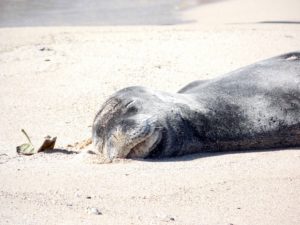 Seal on the Beach Kauai