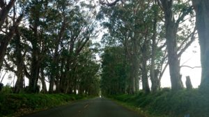 Tree Tunnel Kauai